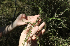 Phyllanthus microcladus