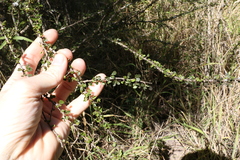Phyllanthus microcladus
