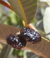 Ozoroa paniculosa paniculosa
