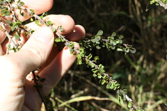 Phyllanthus microcladus