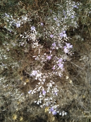 Limonium