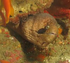 Gymnothorax breedeni
