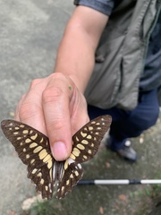 Graphium doson postianus