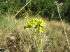 Aurinia sinuata