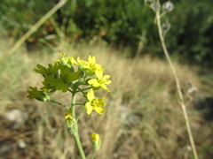 Aurinia sinuata