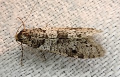 Lepidoscia heliochares