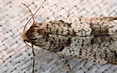 Lepidoscia heliochares
