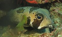 Diodon liturosus
