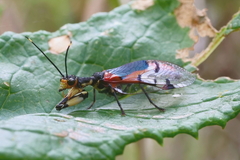 Calomantispa venusta