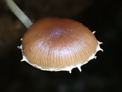 Deconica crobula