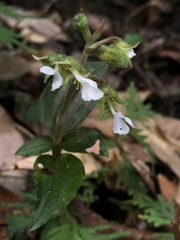 Odontochilus brevistylis