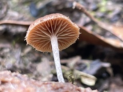 Deconica crobula