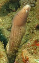 Gymnothorax griseus