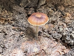 Deconica crobula