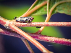 Eurymeloides punctata