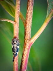 Eurymeloides punctata