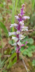 Lachenalia pallida