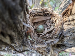 Eopsaltria australis