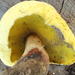 Golden Bolete - Photo (c) gabymeyer, some rights reserved (CC BY-NC), uploaded by gabymeyer