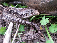 Elgaria coerulea coerulea