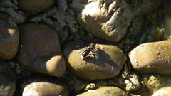 Synagris