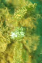 Sacoproteus smaragdinus