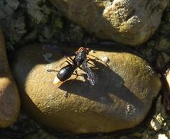 Synagris