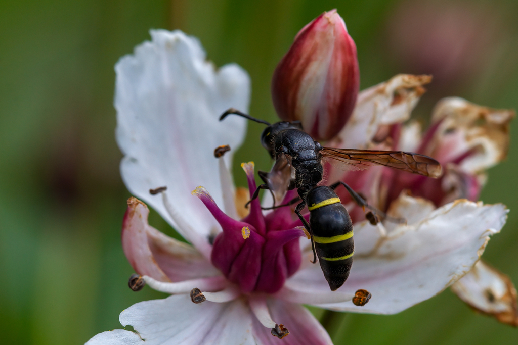 Ancistrocerus shibuyai