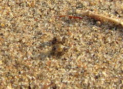 Afrotridactylus pallidus