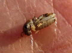 Afrotridactylus pallidus