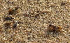 Afrotridactylus pallidus