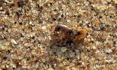 Afrotridactylus pallidus