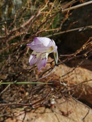 Gladiolus taubertianus