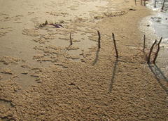 Afrotridactylus pallidus