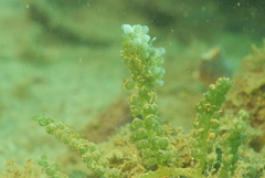 Sacoproteus smaragdinus