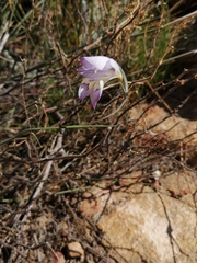 Gladiolus taubertianus