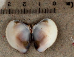 Eumarcia paupercula