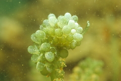 Sacoproteus smaragdinus