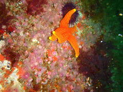 Fromia schultzei
