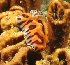 Halgerda wasinensis