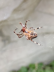 Araneus diadematus