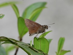 Caltoris cormasa