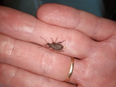 Otiorhynchus singularis