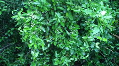 Cynanchum ellipticum