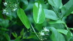 Cynanchum ellipticum