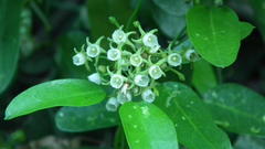 Cynanchum ellipticum