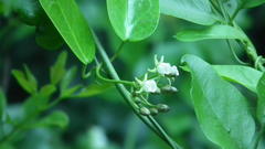 Cynanchum ellipticum