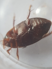 Ilybius fuliginosus