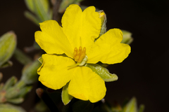 Hibbertia australis