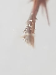 Ilybius fuliginosus